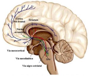 Circuito afectado en el trastorno obsesivo compulsivo