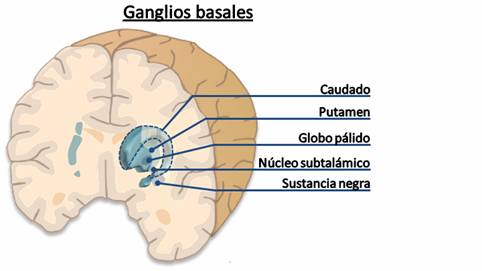 Trastorno obsesivo compulsivo y los ganglios basales